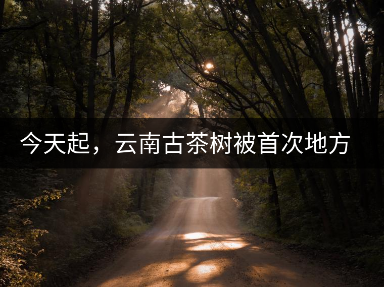 今天起，云南古茶樹被首次地方立法保護(hù)