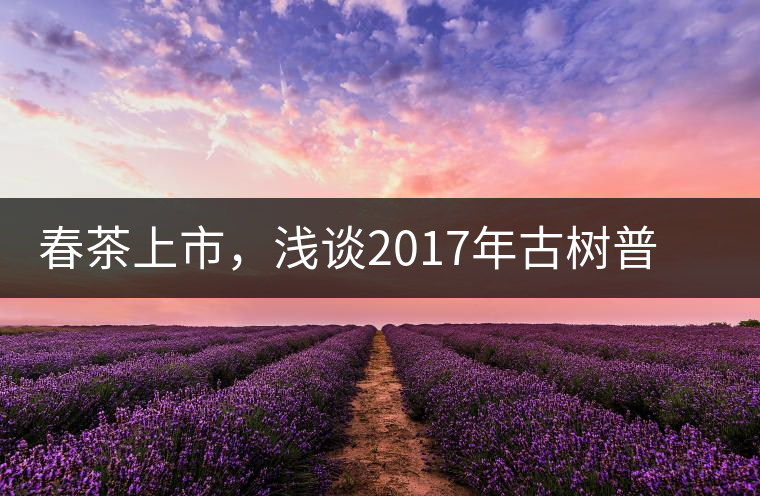 春茶上市，淺談2017年古樹普洱茶的市場增值潛力