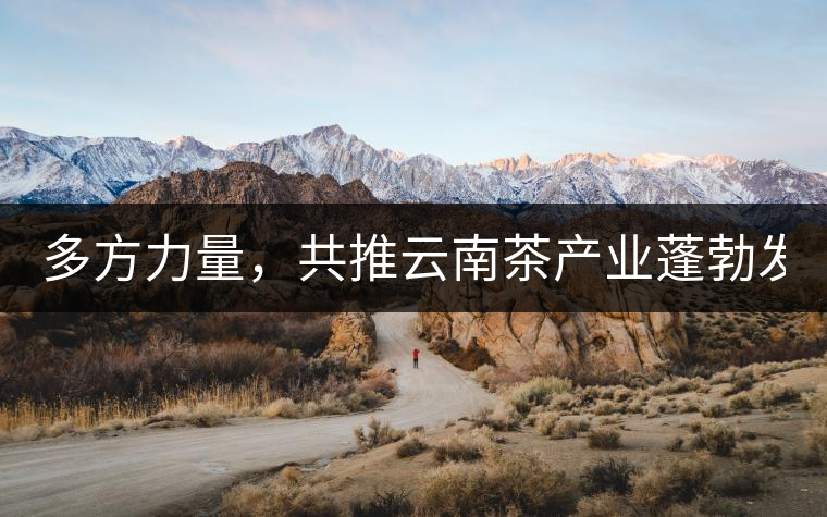 多方力量，共推云南茶產(chǎn)業(yè)蓬勃發(fā)展！