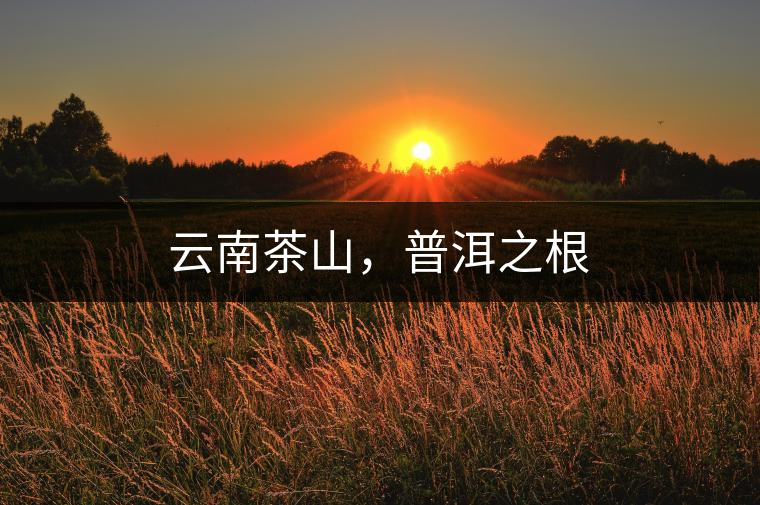 云南茶山，普洱之根