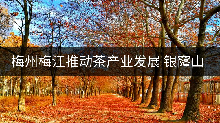 梅州梅江推動茶產(chǎn)業(yè)發(fā)展 銀窿山春茶開始采摘 梅州梅江推動茶產(chǎn)業(yè)發(fā)展 銀窿山春茶開始采摘