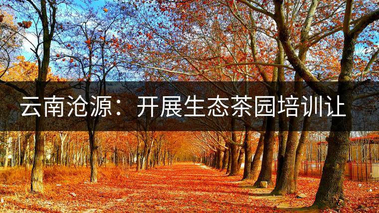 云南滄源：開(kāi)展生態(tài)茶園培訓(xùn)讓茶業(yè)增產(chǎn)增質(zhì)