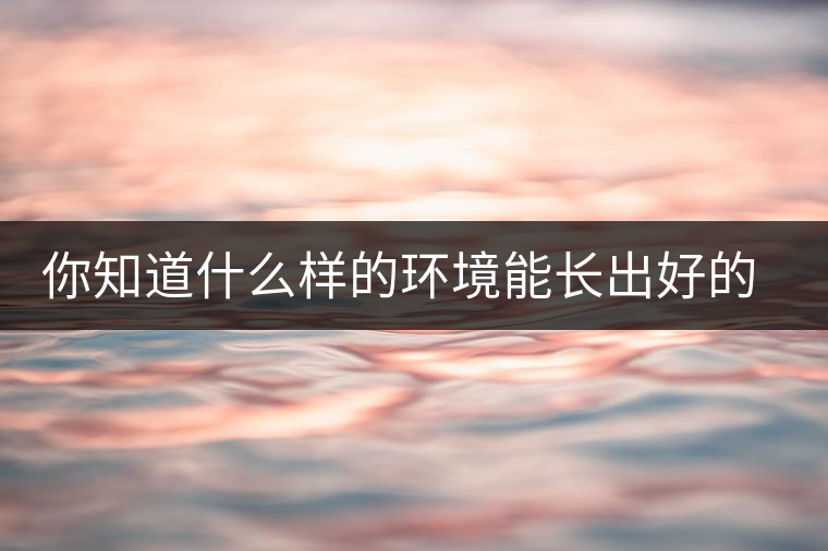 你知道什么樣的環(huán)境能長(zhǎng)出好的古樹普洱茶嗎？