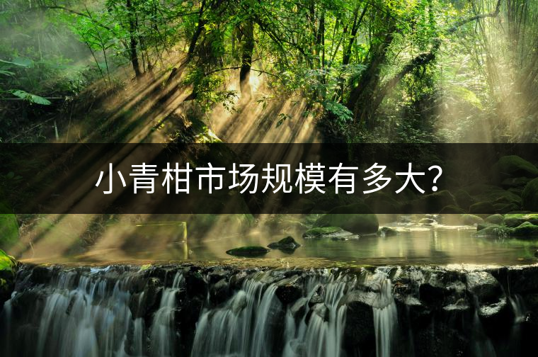 小青柑市場(chǎng)規(guī)模有多大？
