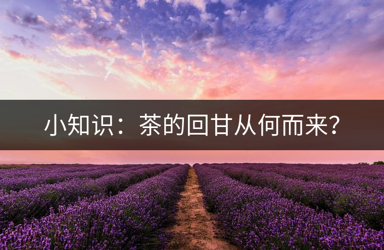 小知識：茶的回甘從何而來？