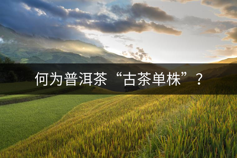 何為普洱茶“古茶單株”？