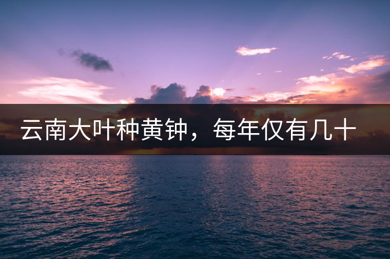 云南大葉種黃鐘，每年僅有幾十公斤的產(chǎn)量，堪稱茶界的“大熊貓”