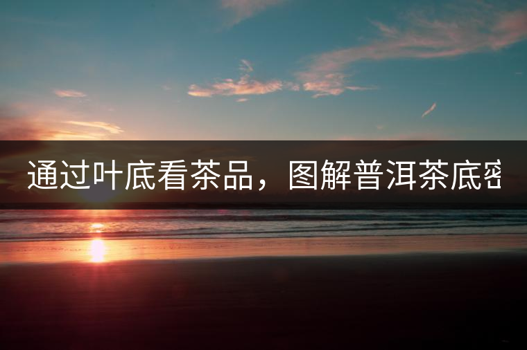 通過葉底看茶品，圖解普洱茶底密碼！