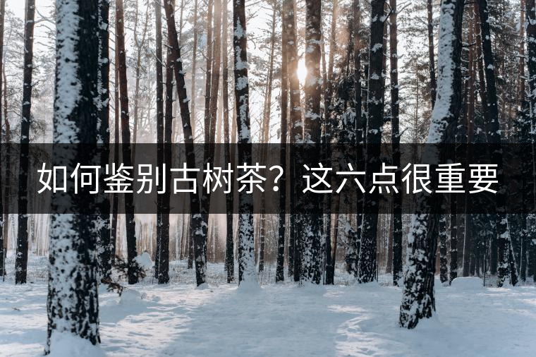 如何鑒別古樹茶？這六點(diǎn)很重要