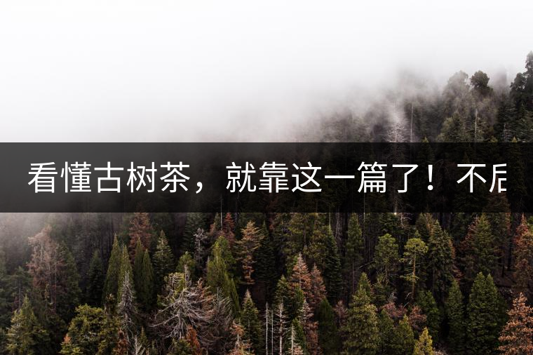 看懂古樹茶，就靠這一篇了！不后悔!