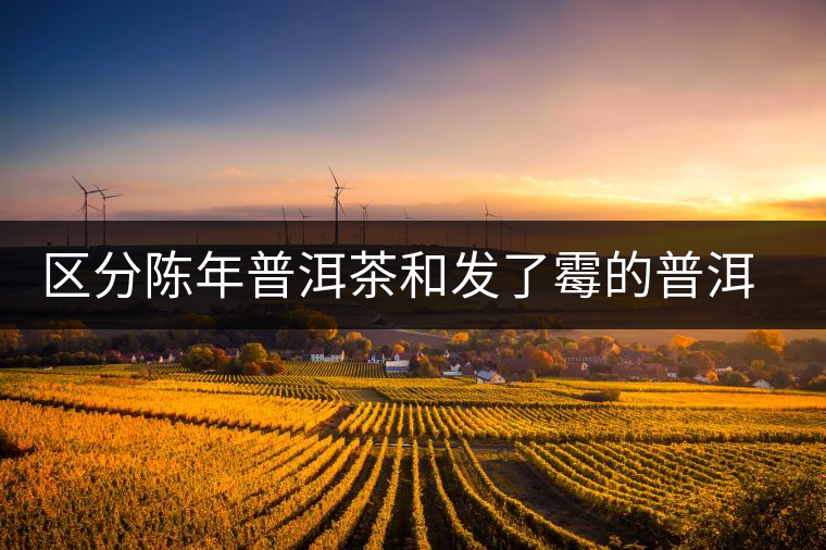 區(qū)分陳年普洱茶和發(fā)了霉的普洱有什么不同？