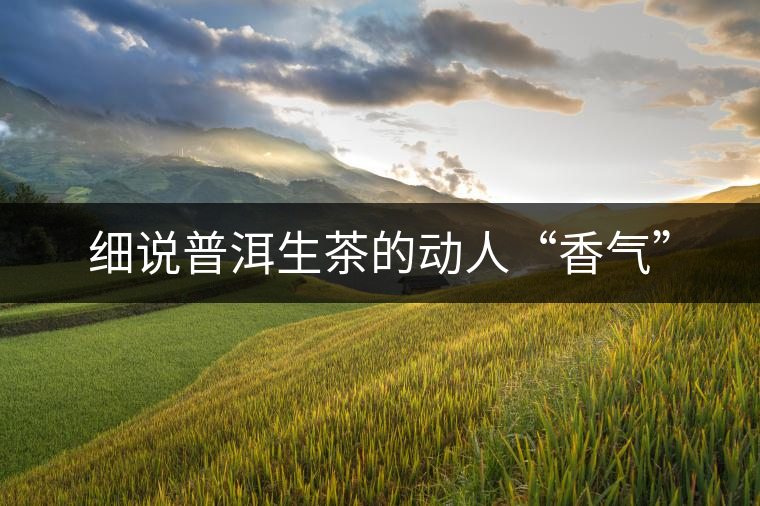 細說普洱生茶的動人“香氣” 細說普洱生茶的動人“香氣”