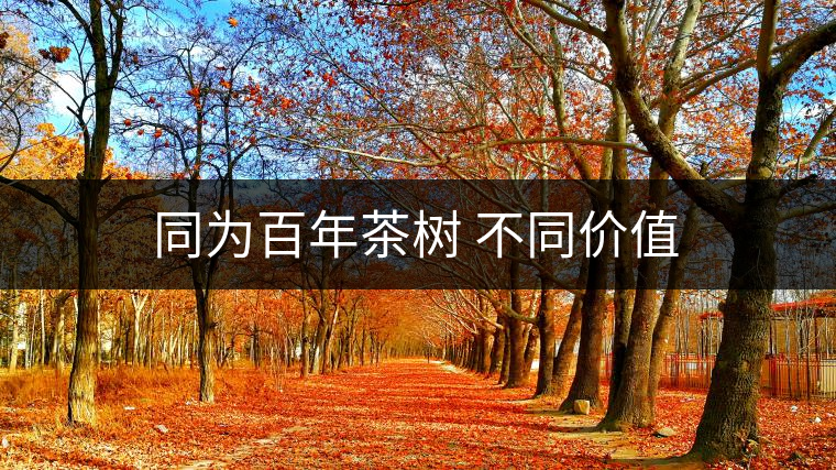 同為百年茶樹 不同價(jià)值 同為百年茶樹 不同價(jià)值