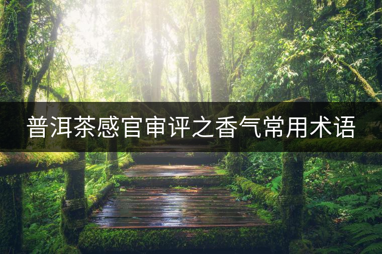 普洱茶感官審評(píng)之香氣常用術(shù)語(yǔ)