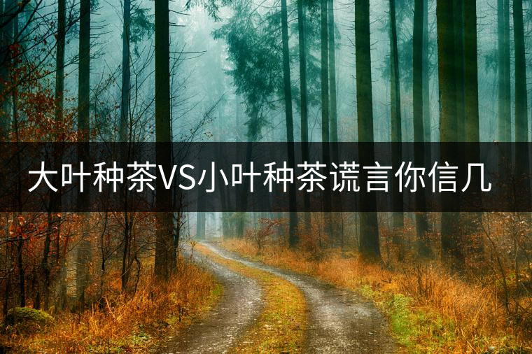 大葉種茶VS小葉種茶謊言你信幾個(gè)？