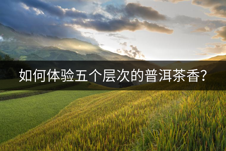 如何體驗五個層次的普洱茶香？