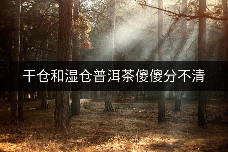 干倉和濕倉普洱茶傻傻分不清