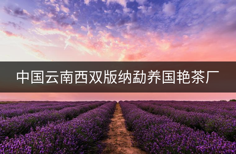 中國云南西雙版納勐養(yǎng)國艷茶廠