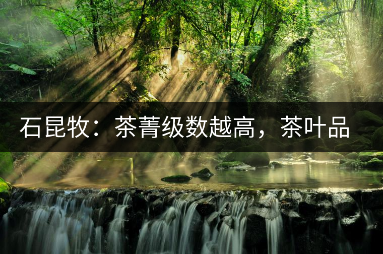 石昆牧：茶菁級數(shù)越高，茶葉品質(zhì)就越好？