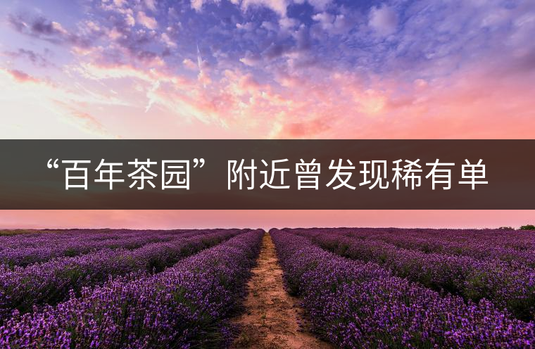 “百年茶園”附近曾發(fā)現(xiàn)稀有單株“紫陽一號” “百年茶園”附近曾發(fā)現(xiàn)稀有單株“紫陽一號”