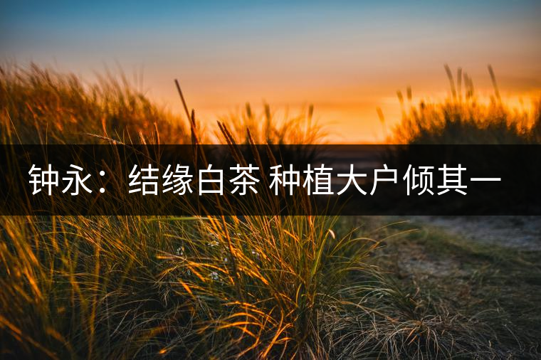 鐘永：結(jié)緣白茶 種植大戶傾其一生為茶而生