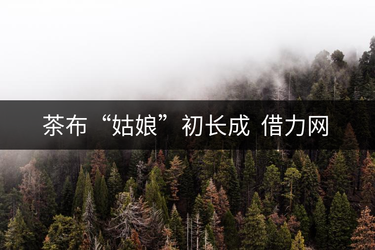 　茶布“姑娘”初長成  借力網(wǎng)絡(luò)不愁嫁