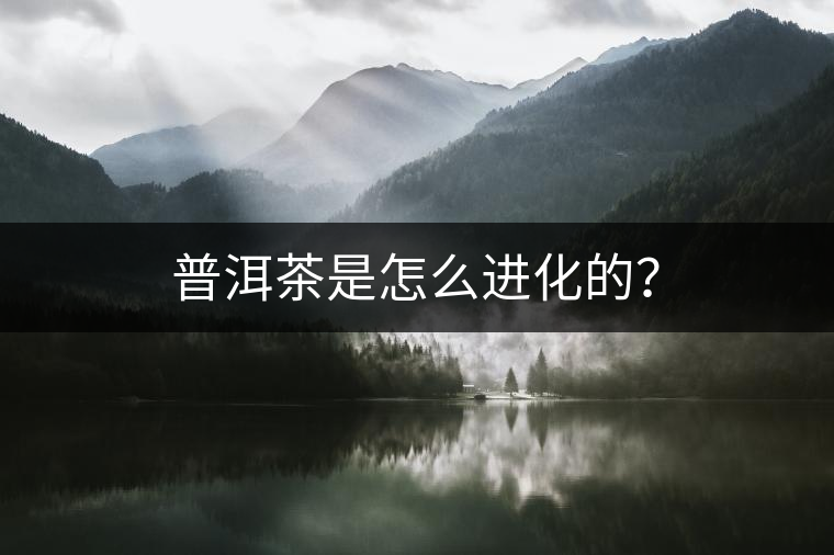 普洱茶是怎么進化的？