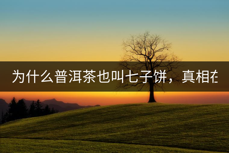 為什么普洱茶也叫七子餅，真相在這里！