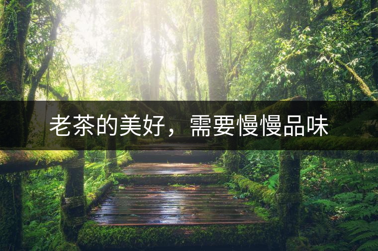 老茶的美好，需要慢慢品味