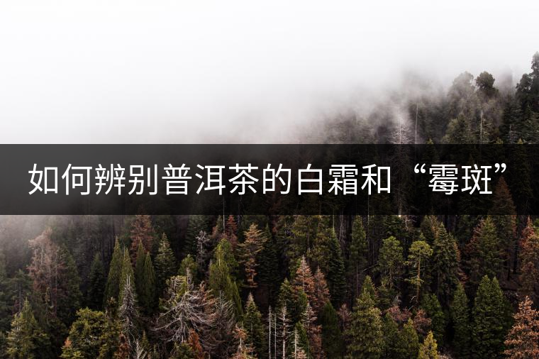 如何辨別普洱茶的白霜和“霉斑”？