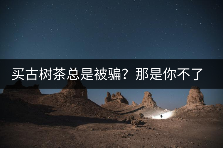 買古樹茶總是被騙？那是你不了解古樹茶的十大真相