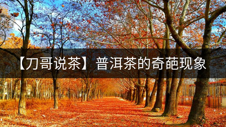 【刀哥說茶】普洱茶的奇葩現象之——新茶比老茶貴！