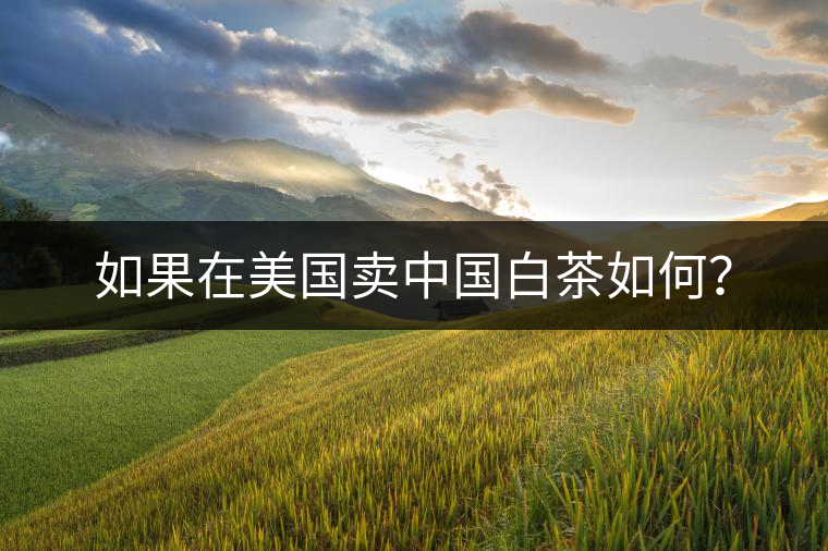 如果在美國賣中國白茶如何？