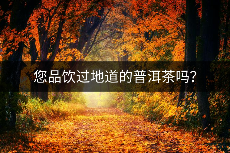 您品飲過地道的普洱茶嗎？
