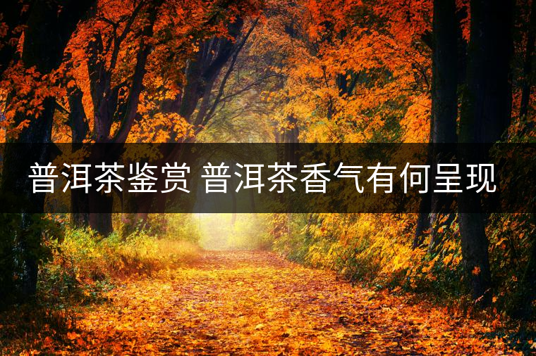 普洱茶鑒賞 普洱茶香氣有何呈現(xiàn)？