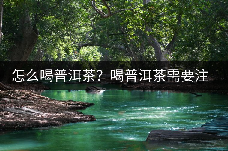 怎么喝普洱茶？喝普洱茶需要注意的要點