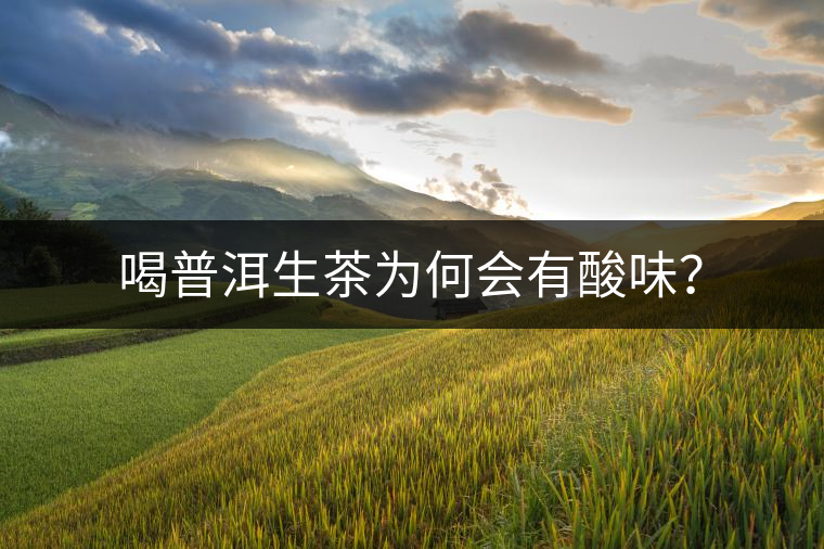 喝普洱生茶為何會有酸味？