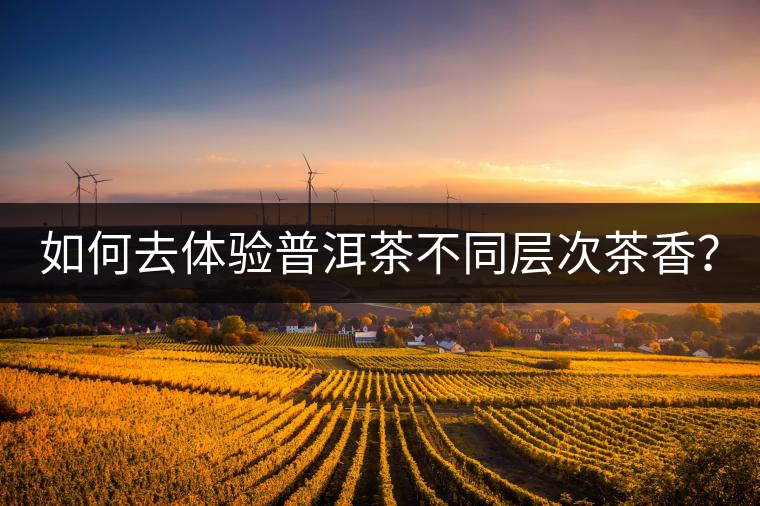 如何去體驗(yàn)普洱茶不同層次茶香？