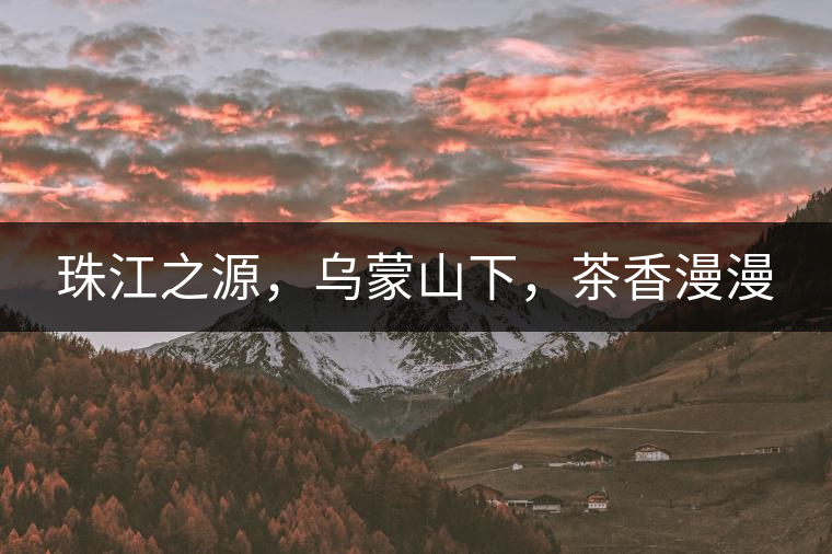 珠江之源，烏蒙山下，茶香漫漫