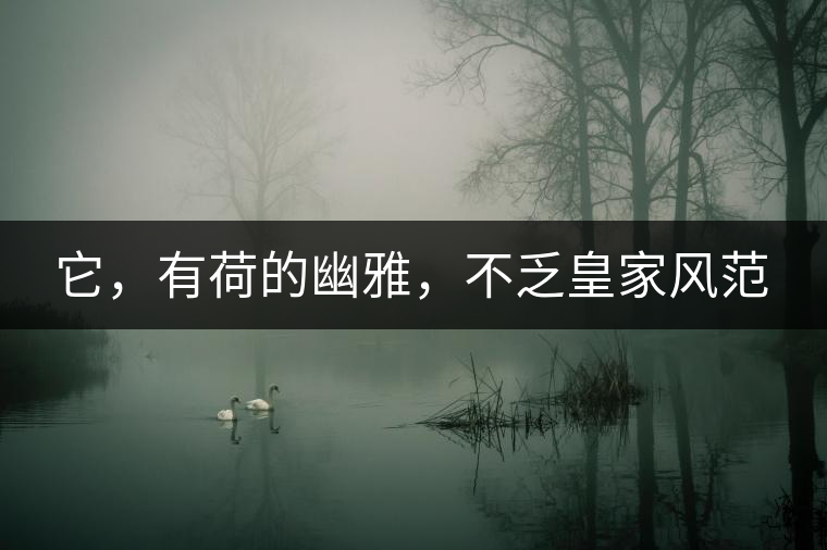 它，有荷的幽雅，不乏皇家風(fēng)范