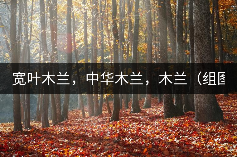 寬葉木蘭，中華木蘭，木蘭（組圖）