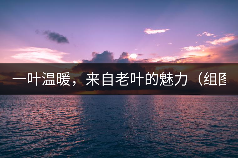 一葉溫暖，來自老葉的魅力（組圖）