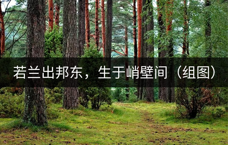 若蘭出邦東，生于峭壁間（組圖）