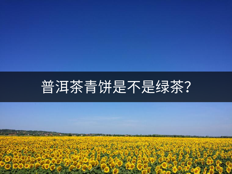 普洱茶青餅是不是綠茶？