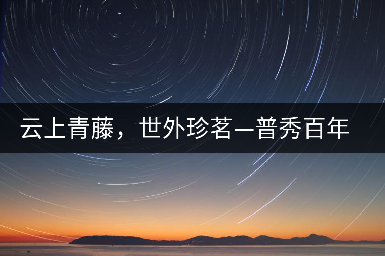 云上青藤，世外珍茗—普秀百年藤條茶即將上市