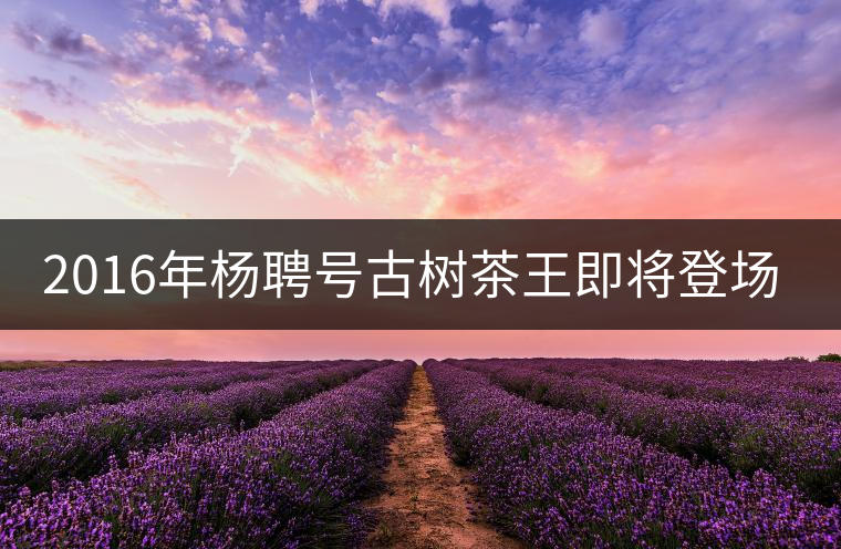2016年楊聘號(hào)古樹(shù)茶王即將登場(chǎng)！
