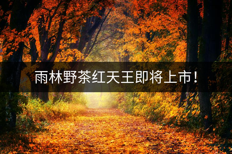 雨林野茶紅天王即將上市！