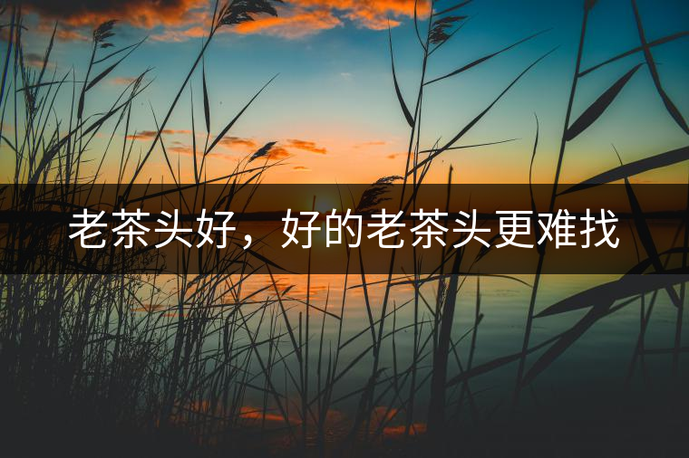 老茶頭好，好的老茶頭更難找
