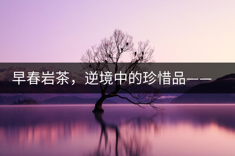 早春巖茶，逆境中的珍惜品——“邦東古樹茶”隆重上市