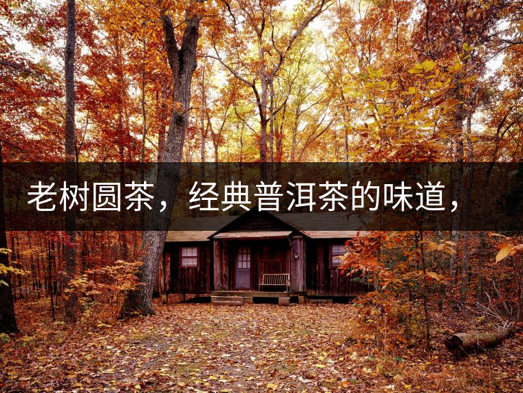 老樹圓茶，經(jīng)典普洱茶的味道，即將上市